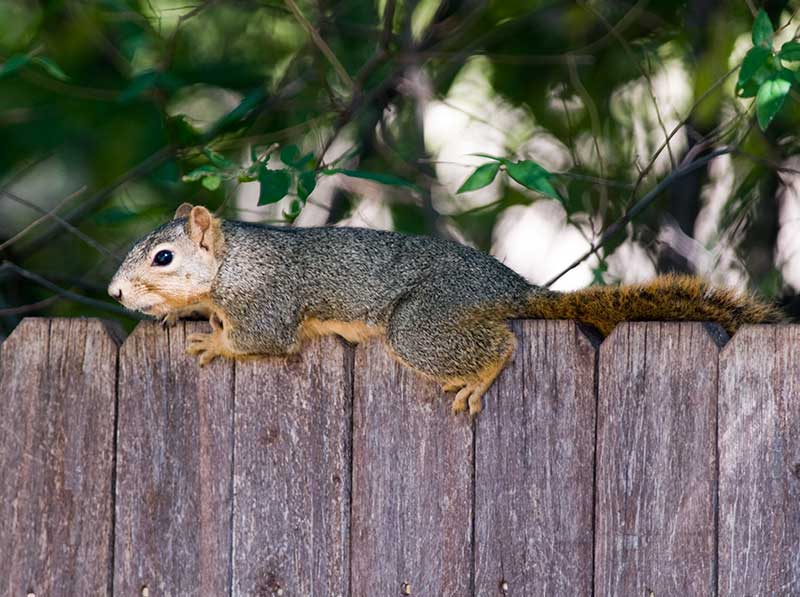 on-the-fence